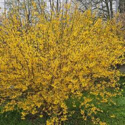 ...ein kleiner Farbtupfer...🟡