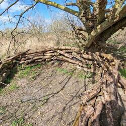 Trekkingplatz Koppelheck, Niesgrau