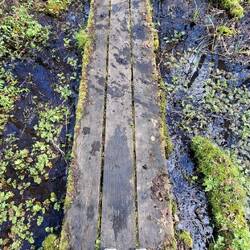 Plankenweg im Moor