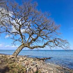 Das der Baum trotz der Schräglage noch steht.