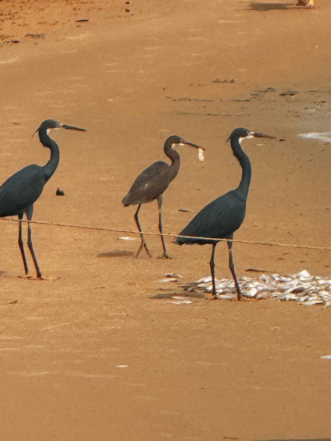 Strandläufer 😄