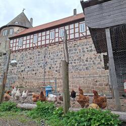 Glückliches Federvieh