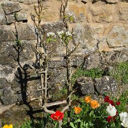 Beautiful planting I'm the medieval gardens