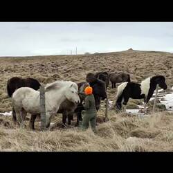 Video-diaporama des magnifiques "Islandais" et leur concours de coupe de cheveux !
