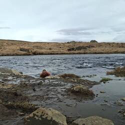 C'est ici le 2e plongeon !