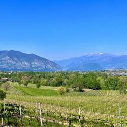 Un peu de hauteur sur les vignes pour admirer le lac d'en haut