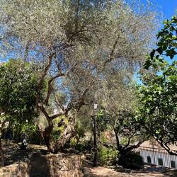 Olivengarten im ehemaligen Judenviertel