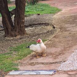 Zum Campingplatz gehören auch Katzen, Pfau, Truthahn, Hühner, viele Vögel