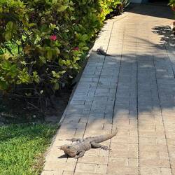 Iguana! 🦎