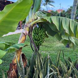 Banana plant 🍌