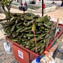 Die tropische Guamá aber auch