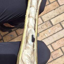 Das wattige Fruchtfleisch um die Kerne schmeckt süß