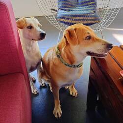 Hier scheint's was zu geben...