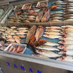 Maigres, Dorades royales, Pageots, Mérou, Dorade grise, Bar et Rascasse dans l'ordre d'exposition🐟