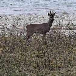 Am Wegesrand einige Rehe gesehen
