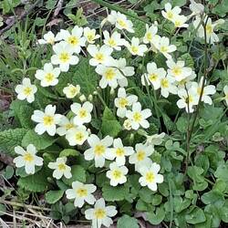 Schlüsselblumen ohne Ende