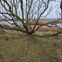 Komisch gewachsene Bäume 🤔