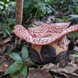 Rafflesia