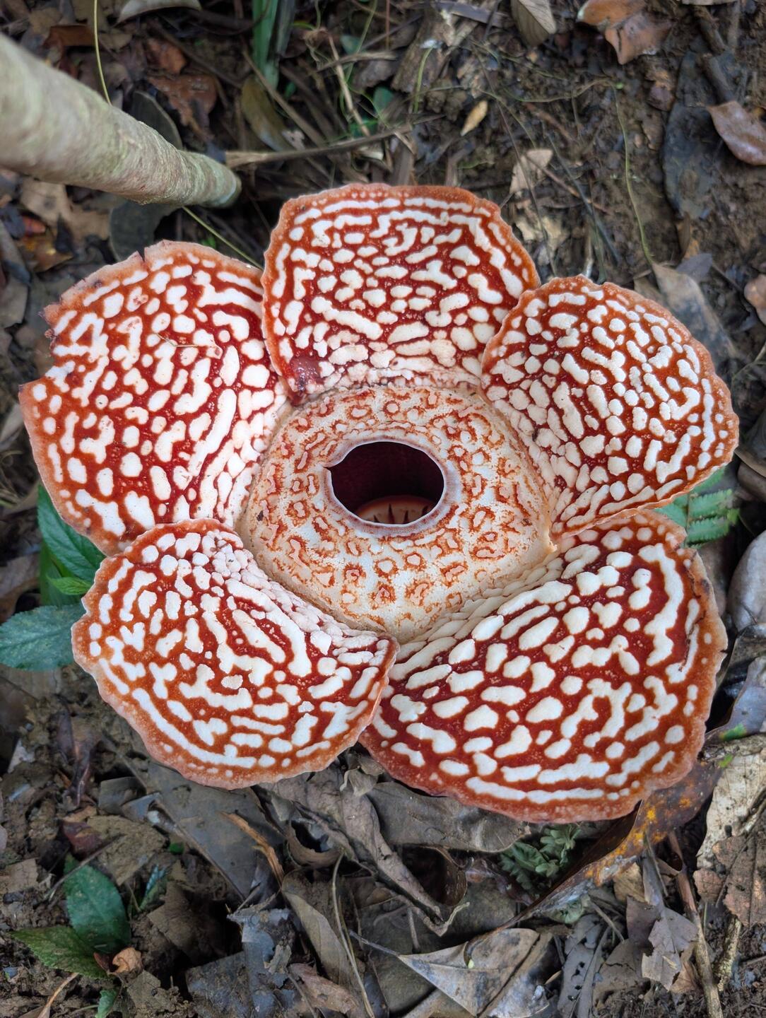 Rafflesia (40cm Durchmesser)