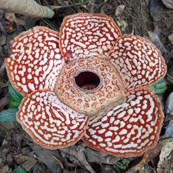 Rafflesia (40cm Durchmesser)