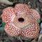 Rafflesia (40cm Durchmesser)
