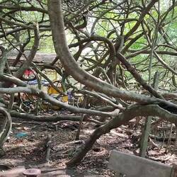 banyan-ficusboom