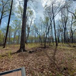 Das ist nicht der original Baumbestand. Zu Zeiten des Angriffs standen dicke alte Bäume da.