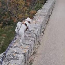 Hüpfte immer rauf und lief wo es ging auf der Mauer