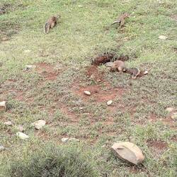 Ground Squirrel