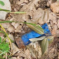 I see a lot of these on the ground