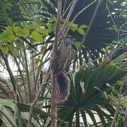 ...ein Yucatan-Hörnchen...