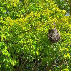 ..welcher Vogel hier wohl nistet?