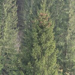 Pine cones still attached to the pine tree.