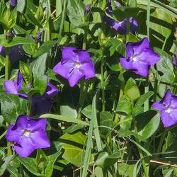 A flower similar to vinca.