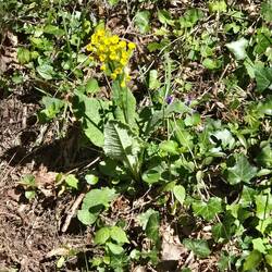 Flowers on our walk.