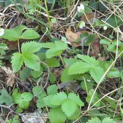 Wild strawberries.