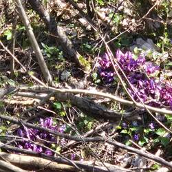 Some kind of crocuslike flowers emerging in clusters.