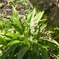 Some kind of lillies.