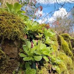 Sedum in flower on a mossy stone wall