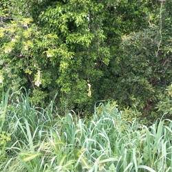 Une peau de banane pour en remplacer une autre.