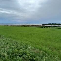 Au fond l'étang de Thau.