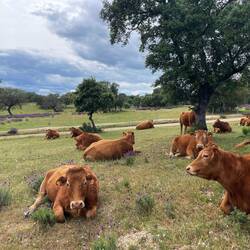 Obwohl genug Weideland vorhanden ist, sind Kühe rar. Sie finden im heißen Sommer keine Nahrung.