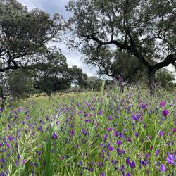 Lavendel, Olivenbäume und Reben. Das ist die Extremadura.
