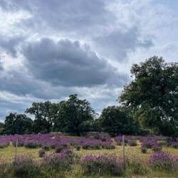 Blühende Lavendelfelder