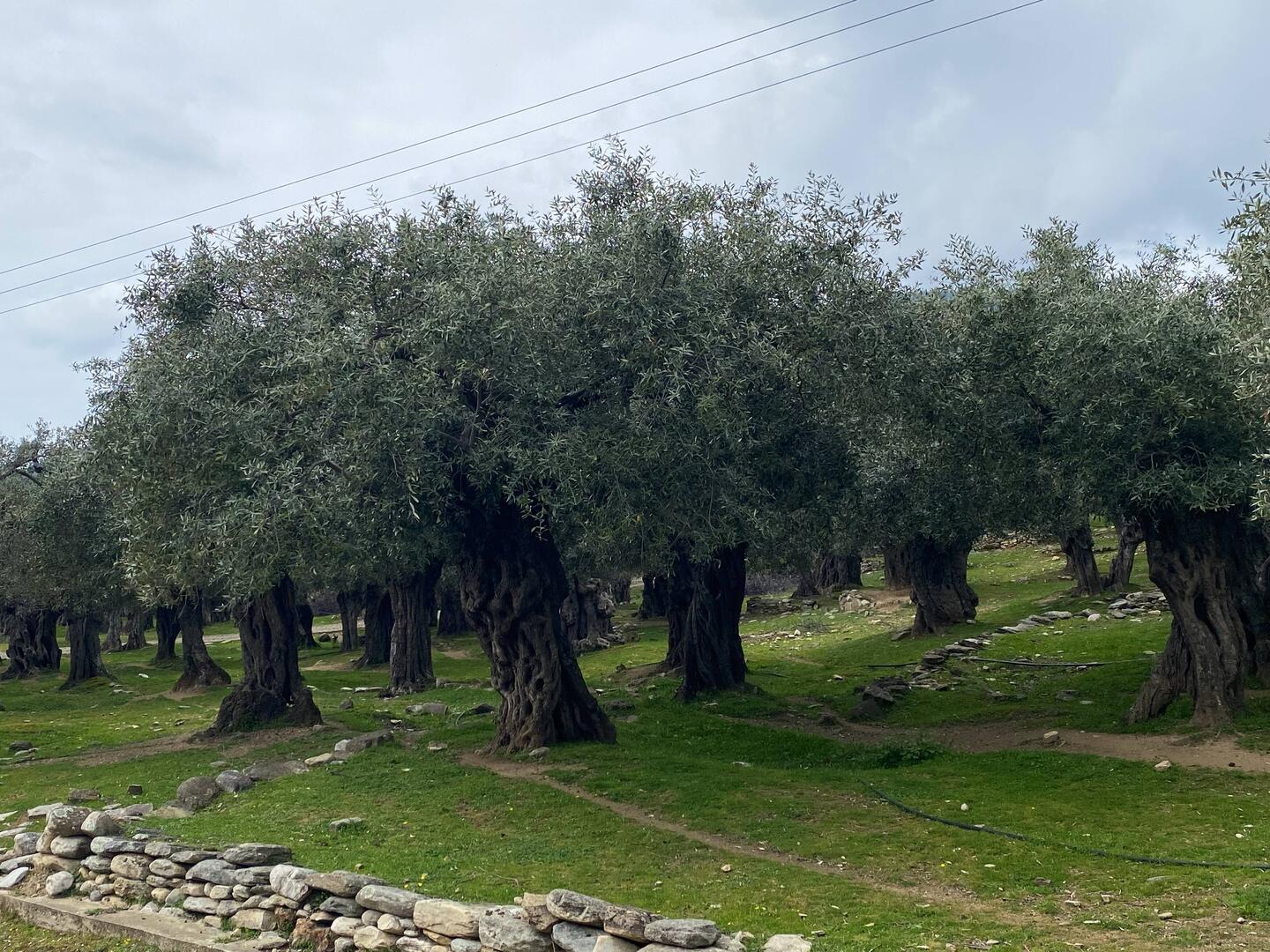 Uralte Olivenbäume