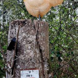 Der berühmte HW 9 - Hahn😁😇