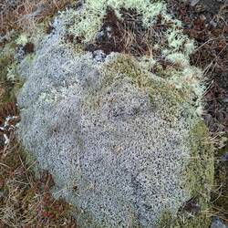 Superbes mousses et lichens