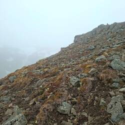 Cours Franci, cours !