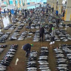 So many, most were albacore