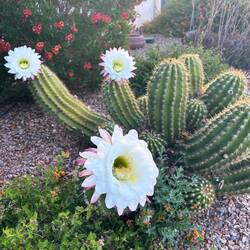 Cactus in bloom